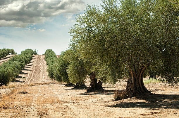 Zeytinyağı, sadece bir gıda değil; bir yaşam biçimi, bir şifa kaynağıdır.
Ege’nin altını gibi değerli olan bu sıvı, hem mutfakta hem de sağlığımızda başroldedir.
